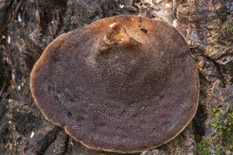 Hairy surface of cloud ear jelly mushroom (Auricularia nigricans) on a big stump of a broken tree, could be elm, in Big Creek Scenic Area of Sam Houston National Forest. Shepherd, Texas, July 10, 2021