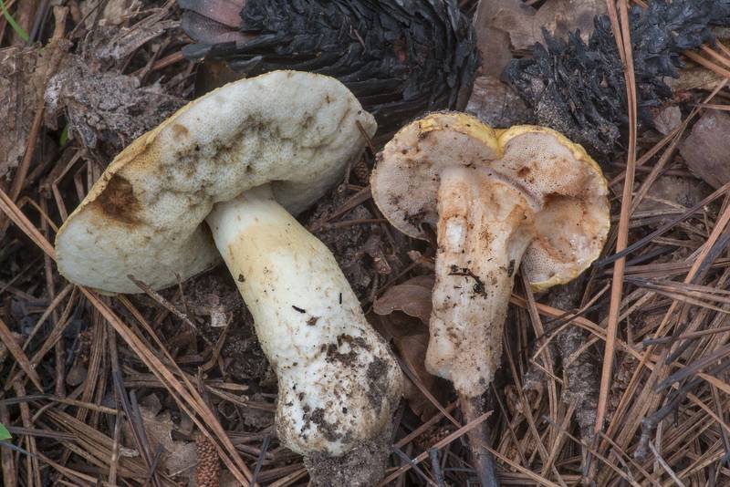 Side view of bolete mushrooms Gyroporus phaeocyanescens and Tylopilus rhodoconius on a recently burned forest floor near Pole Creek on North Wilderness Trail of Little Lake Creek Wilderness in Sam Houston National Forest north from Montgomery. Texas, July 11, 2021