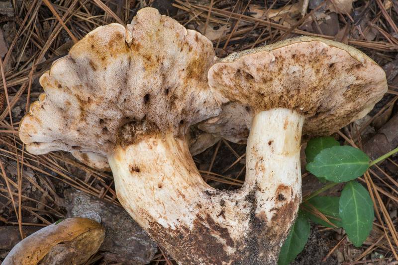 Mature bolete mushrooms <B>Tylopilus rhodoconius</B> on a sandy path on Stubblefield section of Lone Star hiking trail north from Trailhead No. 6 in Sam Houston National Forest. Texas, <A HREF="../date-en/2021-07-23.htm">July 23, 2021</A>
