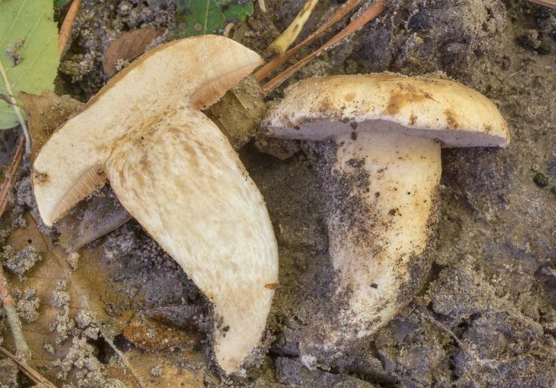 Bolete mushroom Tylopilus rhodoconius on Caney Creek Trail (Little Lake Creek Loop Trail) in Sam Houston National Forest north from Montgomery. Texas, November 7, 2021