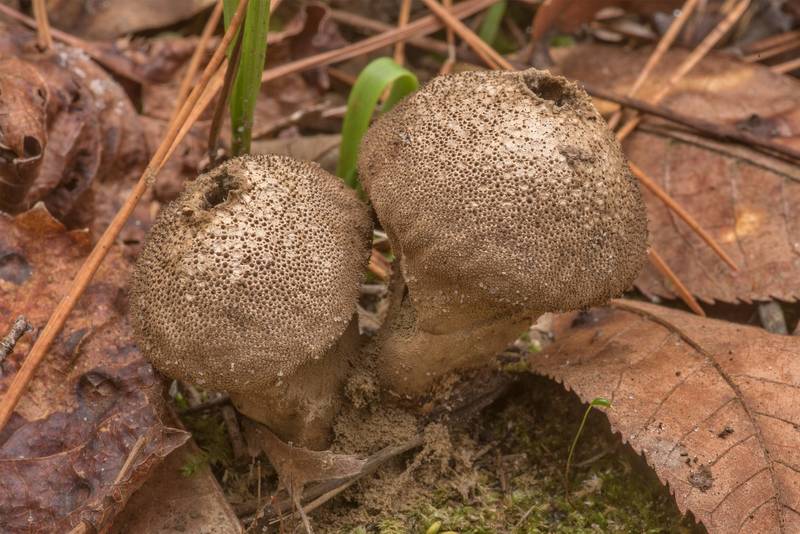 Mature common puffball mushrooms (<B>Lycoperdon perlatum</B>) on Sand Branch Loop Trail in Sam Houston National Forest near Montgomery. Texas, <A HREF="../date-en/2021-12-05.htm">December 5, 2021</A>