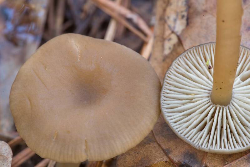 Mushrooms <B>Gamundia striatula</B> on a trail covered by needles and oak leaves in Big Creek Scenic Area of Sam Houston National Forest near Shepherd. Texas, <A HREF="../date-en/2021-12-21.htm">December 21, 2021</A>