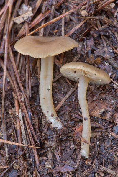 Side view of mushrooms <B>Gamundia striatula</B> on a trail covered by needles and oak leaves in Big Creek Scenic Area of Sam Houston National Forest near Shepherd. Texas, <A HREF="../date-en/2021-12-21.htm">December 21, 2021</A>