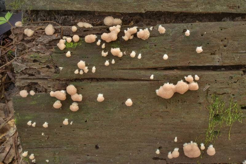 Masses of slime mold Tubifera dimorphotheca on a pine log near Pole Creek on North Wilderness Trail of Little Lake Creek Wilderness in Sam Houston National Forest north from Montgomery. Texas, May 7, 2022