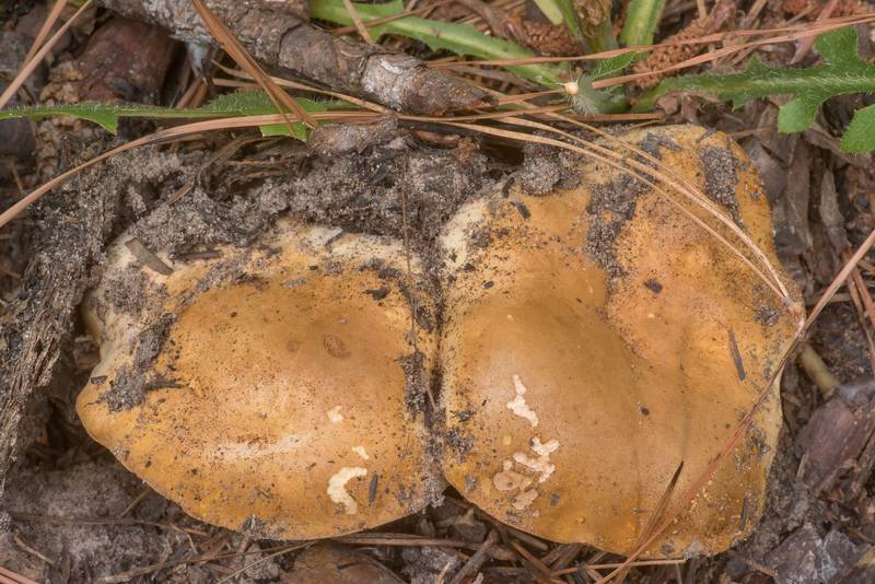 Bolete mushrooms Tylopilus rhodoconius(?) on sandy soil, in a pine forest after prescribed fire on Caney Creek section of Lone Star Hiking Trail in Sam Houston National Forest north from Montgomery. Texas, May 29, 2022