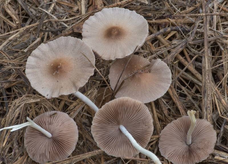 Pale brittlestem mushrooms (Psathyrella candolleana(?)) on dry grass on a forest clearing in Lick Creek Park. College Station, Texas, September 1, 2022
