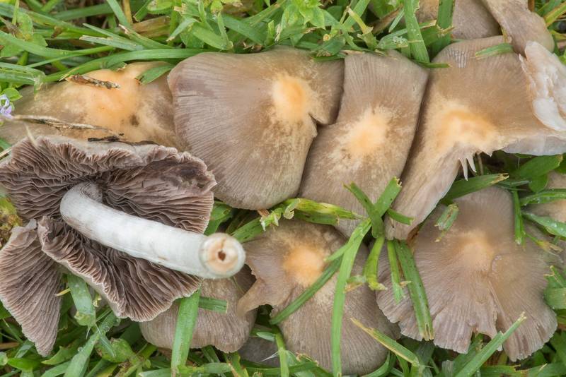 Mature pale brittlestem mushrooms (<B>Psathyrella candolleana</B>) on a lawn in Wolf Pen Creek Park. College Station, Texas, <A HREF="../date-en/2023-04-06.htm">April 6, 2023</A>