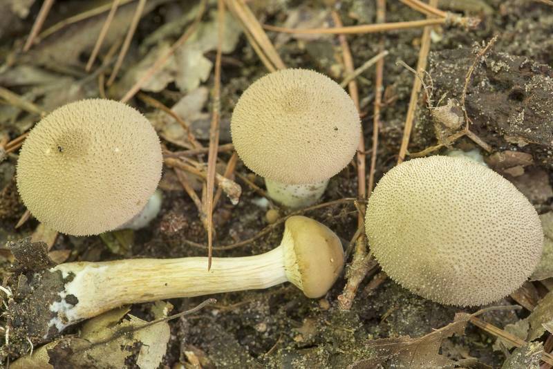 Common puffball mushrooms (<B>Lycoperdon perlatum</B>) and early ringless honey fungus (Desarmillaria tabescens)(?) on Caney Creek Trail (Little Lake Creek Loop Trail) in Sam Houston National Forest north from Montgomery. Texas, <A HREF="../date-en/2023-04-16.htm">April 16, 2023</A>