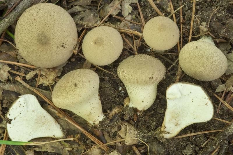 Common puffball mushrooms (Lycoperdon perlatum) with cross section on Caney Creek Trail (Little Lake Creek Loop Trail) in Sam Houston National Forest north from Montgomery. Texas, April 16, 2023