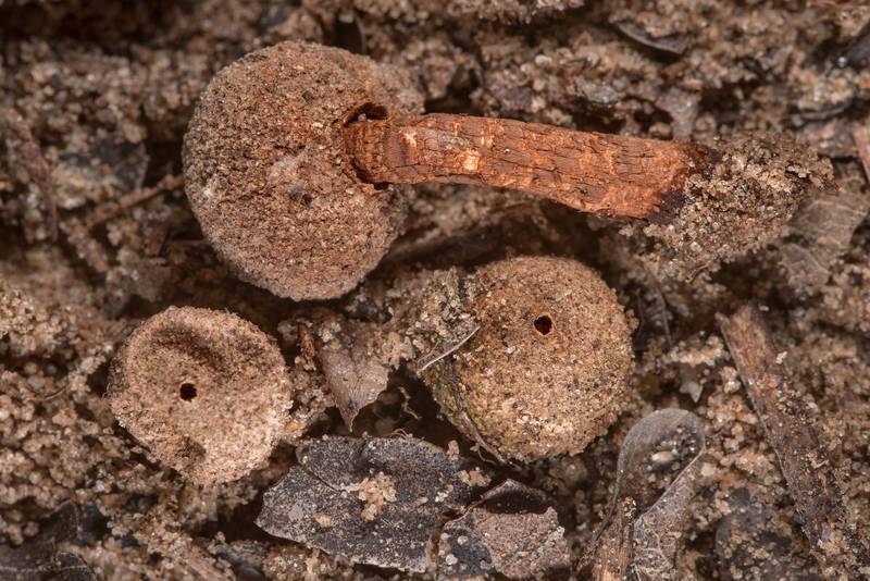 Slideshow 285203 Stalked puffball mushrooms Tulostoma rufum on...of
