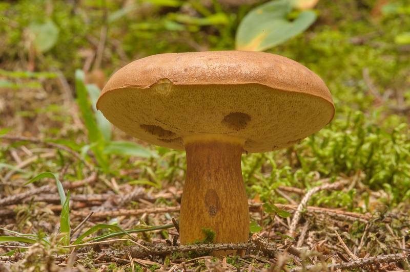 Bay bolete mushroom (Imleria badia, Boletus badius, Xerocomus badius, Russian name Polsky Grib) in Okhtinsky Park near Toksovo, suburb of Saint Petersburg. Russia, August 29, 2013