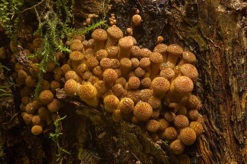 Young honey mushrooms <B>Armillaria borealis</B>(?) in Dubki (Oaks) Park in Sestroretsk, west from Saint Petersburg. Russia, <A HREF="../date-en/2013-09-05.htm">September 5, 2013</A>