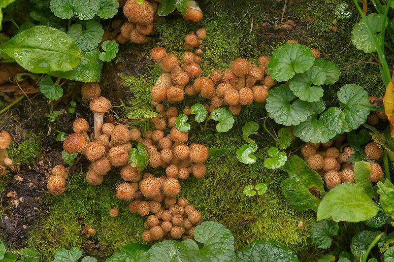 Young honey mushrooms Armillaria borealis(?) in Dubki Park in Sestroretsk, west from Saint Petersburg. Russia, September 5, 2013