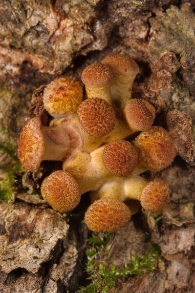 Cluster of young honey mushrooms Armillaria borealis(?) in Dubki Park in Sestroretsk, west from Saint Petersburg. Russia, September 5, 2013