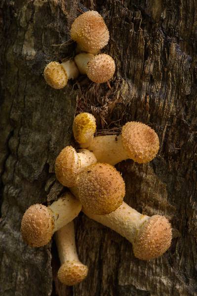 Honey mushrooms <B>Armillaria borealis</B>(?) emerging from a tree stump in Botanic Gardens of Komarov Botanical Institute. Saint Petersburg, Russia, <A HREF="../date-en/2013-09-09.htm">September 9, 2013</A>