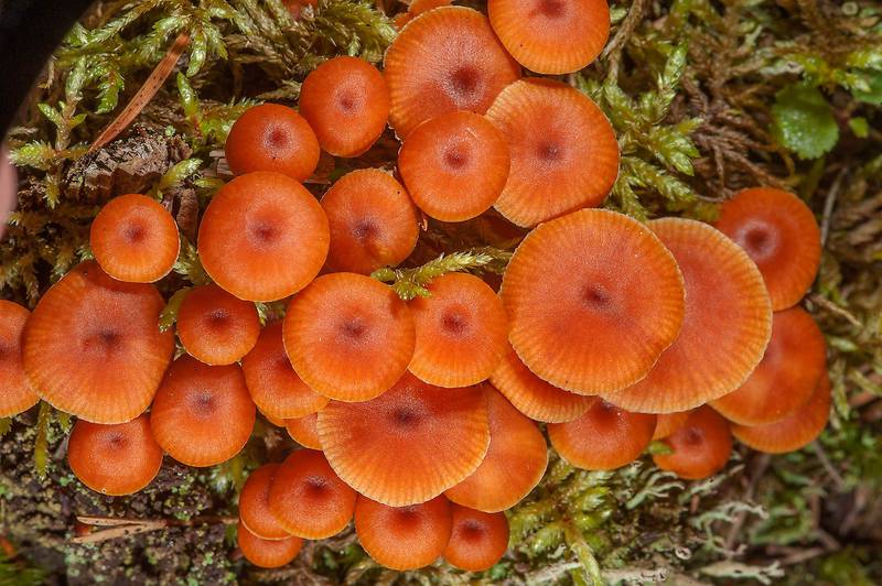 Golden trumpet mushrooms (<B>Xeromphalina campanella</B>) in Posiolok near Vyritsa, south from Saint Petersburg, Russia, <A HREF="../date-en/2015-07-21.htm">July 21, 2015</A>