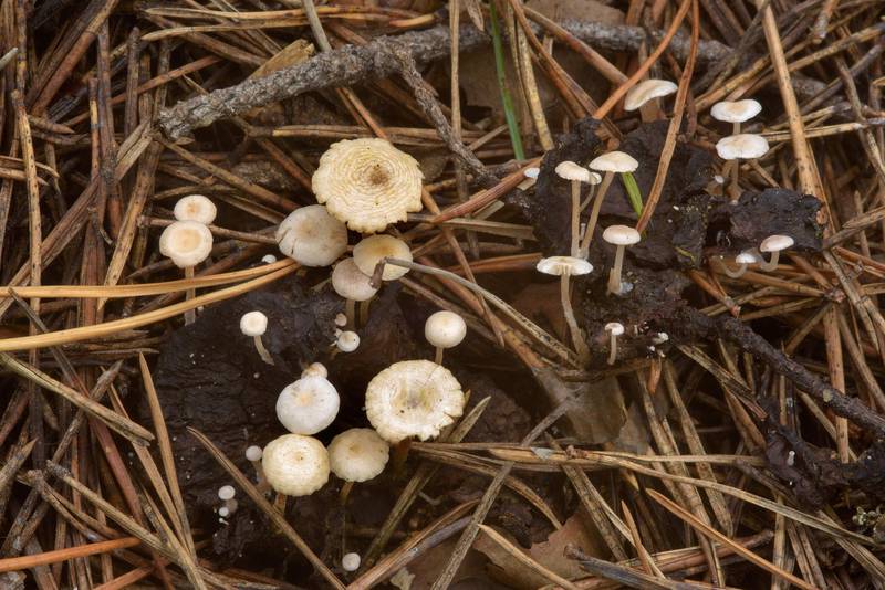 <B>Collybia cirrhata</B>(?) mushrooms on a decomposed cap of another mushroom in Orekhovo, north from Saint Petersburg. Russia, <A HREF="../date-en/2016-08-17.htm">August 17, 2016</A>