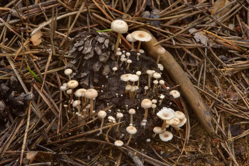 <B>Collybia cirrhata</B>(?) mushrooms growing on a decomposed cap of another mushroom in Orekhovo, north from Saint Petersburg. Russia, <A HREF="../date-en/2016-08-17.htm">August 17, 2016</A>