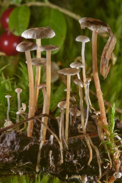 <B>Collybia cirrhata</B>(?) mushrooms growing on a decomposed cap of another mushroom near Orekhovo, north from Saint Petersburg. Russia, <A HREF="../date-en/2016-08-19.htm">August 19, 2016</A>