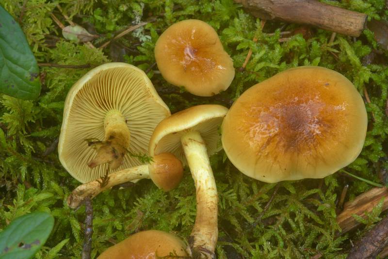 Scalycap mushrooms (Pholiota mixta)(?) near Dibuny, north-west from Saint Petersburg, Russia, August 24, 2016