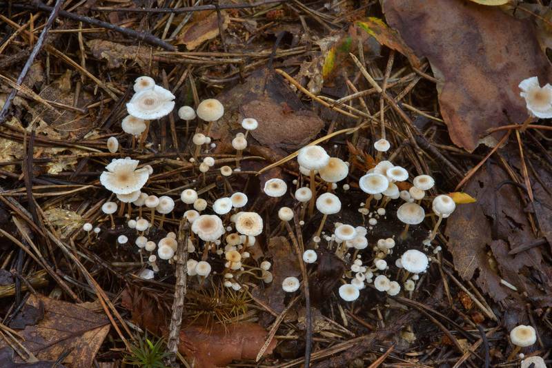 <B>Collybia cirrhata</B> mushrooms near Dibuny, north-west from Saint Petersburg, Russia, <A HREF="../date-en/2016-08-24.htm">August 24, 2016</A>