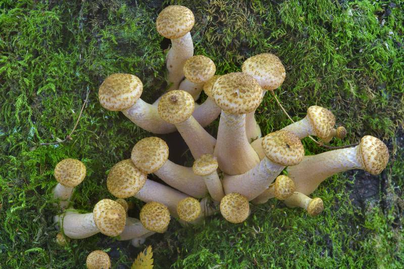 Young honey mushrooms Armillaria borealis(?) in Sosnovka Park. Saint Petersburg, Russia, August 28, 2016
