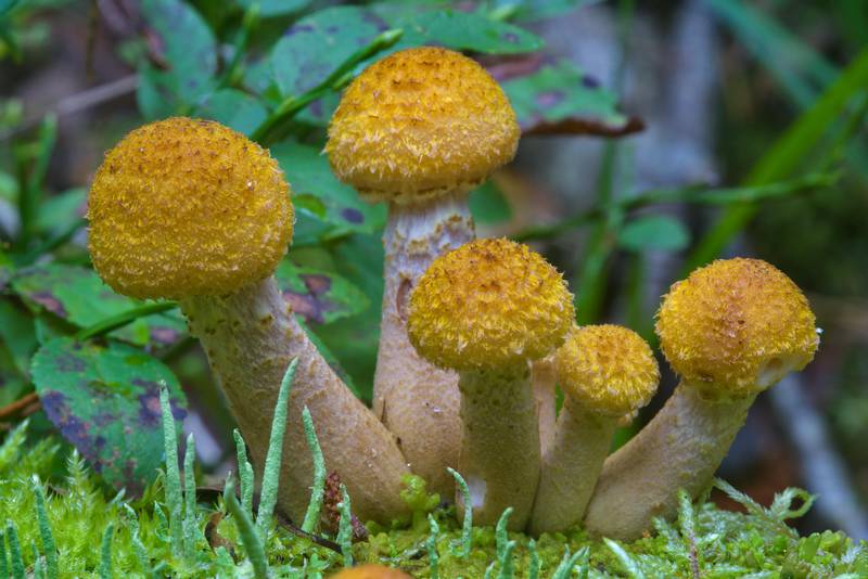 Young honey mushrooms Armillaria borealis(?) on a mossy log. Oselki, south from Saint Petersburg, Russia, August 29, 2016