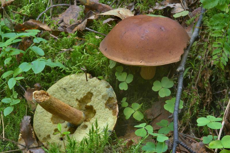 Bay bolete mushrooms (<B>Imleria badia</B>, Boletus badius, Xerocomus badius, Russian name Polsky Grib). Oselki, south from Saint Petersburg, Russia, <A HREF="../date-ru/2016-08-29.htm">August 29, 2016</A>