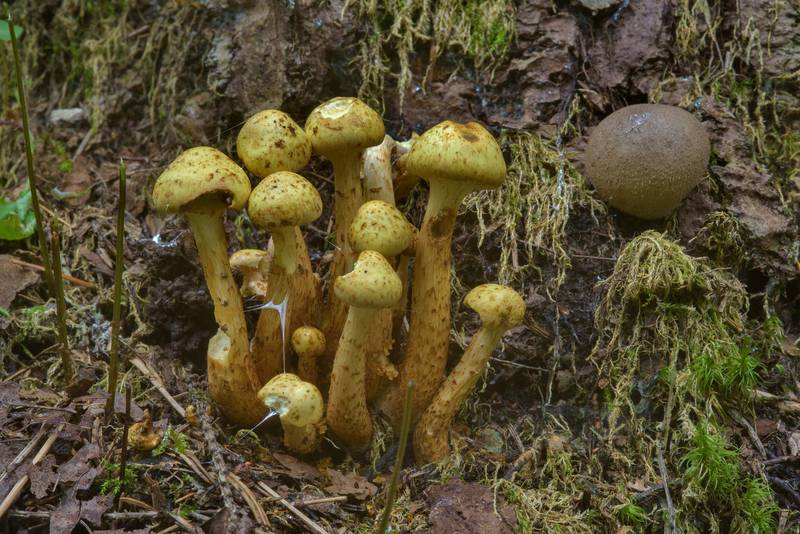 Yellowish honey mushrooms <B>Armillaria borealis</B>(?). Oselki, south from Saint Petersburg, Russia, <A HREF="../date-en/2016-08-29.htm">August 29, 2016</A>
