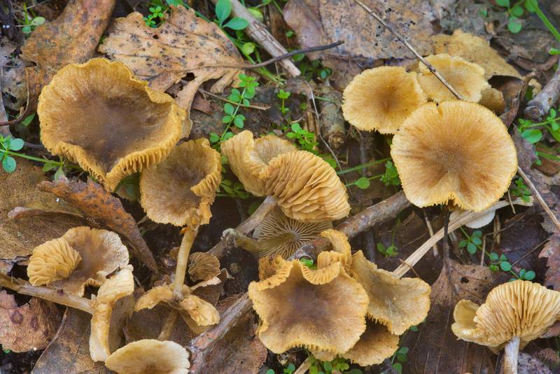 Mature hawthorn twiglet mushrooms (<B>Tubaria dispersa</B>)(?) near Lisiy Nos, west from Saint Petersburg. Russia, <A HREF="../date-en/2016-09-16.htm">September 16, 2016</A>