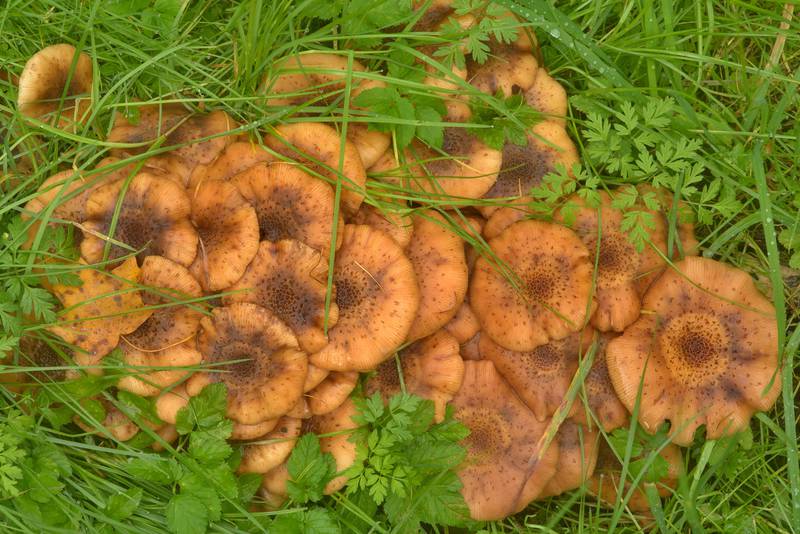 Honey mushrooms <B>Armillaria borealis</B>(?) in Botanic Gardens of Komarov Botanical Institute. Saint Petersburg, Russia, <A HREF="../date-ru/2016-09-24.htm">September 24, 2016</A>