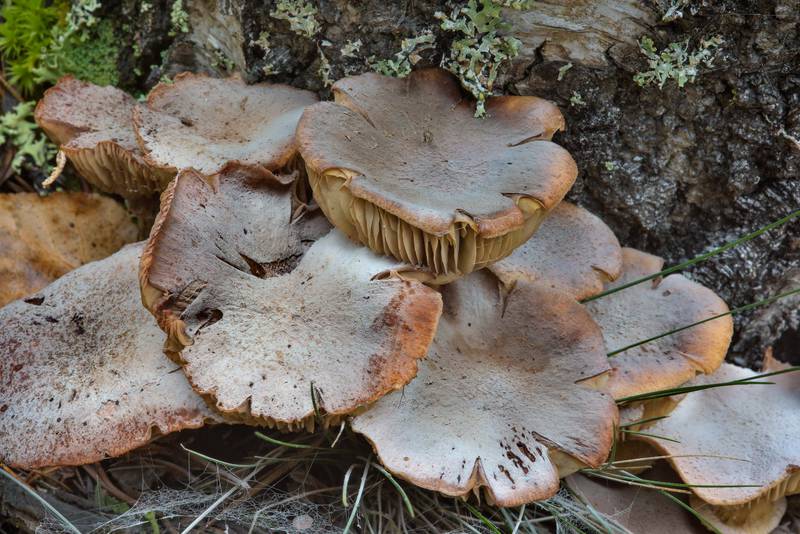 Mature honey mushrooms Armillaria borealis(?) with spores spilled on caps between Orekhovo and Lembolovo, north from Saint Petersburg. Russia, September 28, 2016