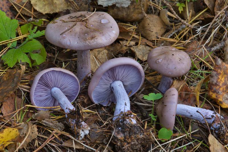 Wood blewit mushrooms (Clitocybe nuda, Lepista nuda) on a lawn in Solnechnoe, west from Saint Petersburg. Russia, October 2, 2016