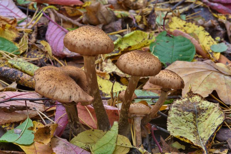 Honey mushrooms <B>Armillaria borealis</B>(?) in Dubki Park in Sestroretsk, west from Saint Petersburg. Russia, <A HREF="../date-ru/2016-10-02.htm">October 2, 2016</A>
