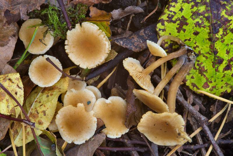 Hawthorn twiglet mushrooms (<B>Tubaria dispersa</B>) among fallen leaves in Dubki Park in Sestroretsk, west from Saint Petersburg. Russia, <A HREF="../date-en/2016-10-02.htm">October 2, 2016</A>