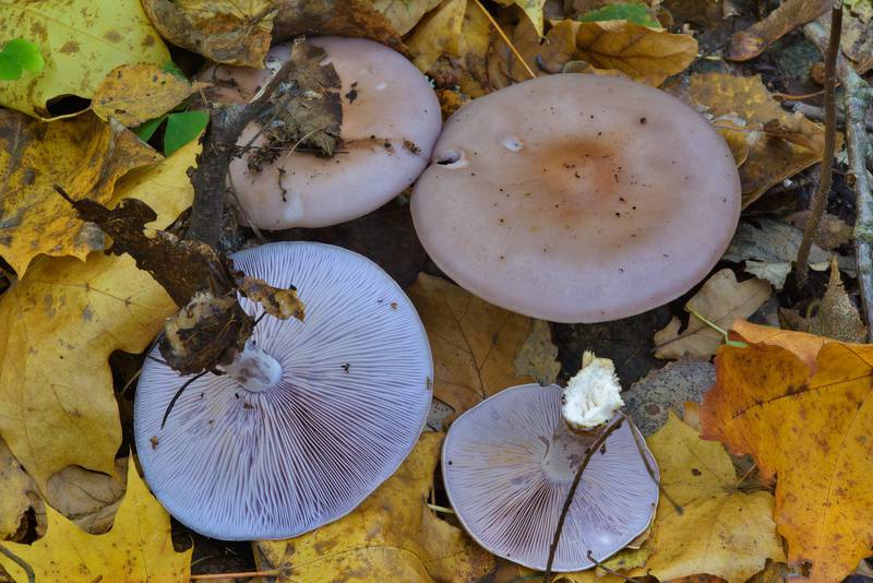 Wood blewit mushrooms (Clitocybe nuda, Lepista nuda) among yellow leaves in Lisiy Nos, west from Saint Petersburg. Russia, October 9, 2016