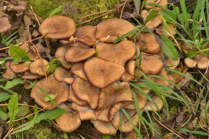 Honey mushrooms <B>Armillaria borealis</B>(?) in Gatchina Park. Gatchina, a suburb of Saint Petersburg, Russia, <A HREF="../date-en/2016-10-12.htm">October 12, 2016</A>