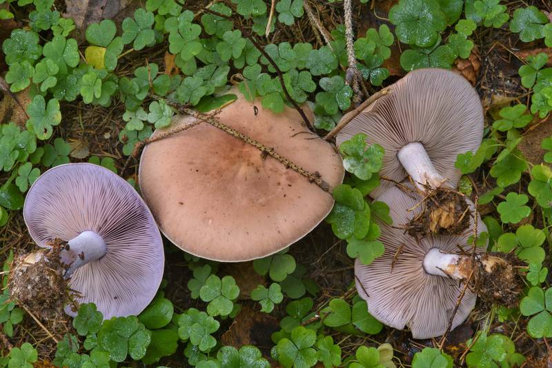 Wood blewit mushrooms (Clitocybe nuda, <B>Lepista nuda</B>) in Posiolok near Vyritsa, south from Saint Petersburg, Russia, <A HREF="../date-ru/2016-10-16.htm">October 16, 2016</A>