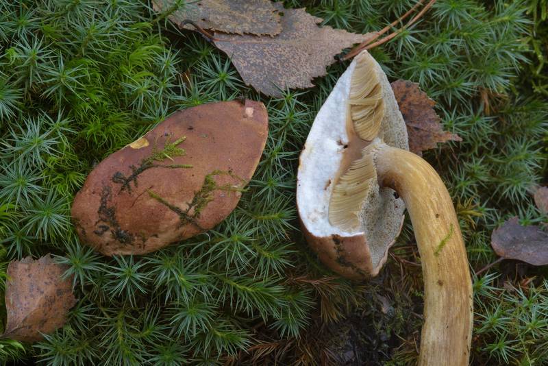 Bay bolete mushroom (Imleria badia, Boletus badius, Xerocomus badius, Russian name Polsky Grib) found in a cavity at a base of a tree in Sosnovka Park. Saint Petersburg, Russia, November 23, 2016