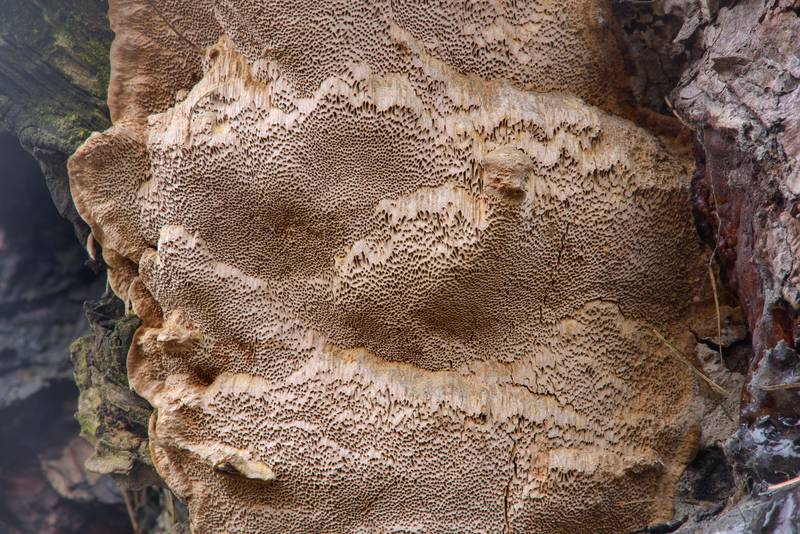 Pores of a mushroom <B>Porodaedalea laricis</B> on European larch tree (Larix decidua var. pendulina) in Botanic Gardens of Komarov Botanical Institute. Saint Petersburg, Russia, <A HREF="../date-ru/2017-04-02.htm">April 2, 2017</A>