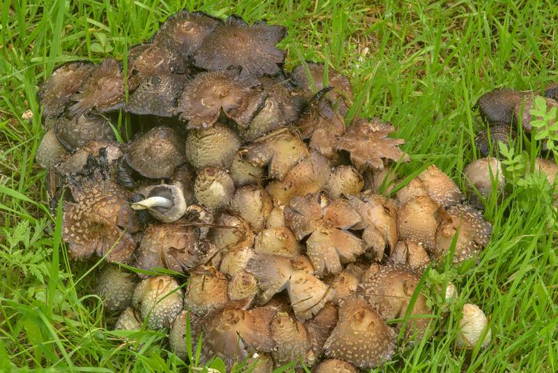 Inkcap mushrooms Coprinopsis strossmayeri in Sosnovka Park. Saint Petersburg, Russia, June 18, 2017
