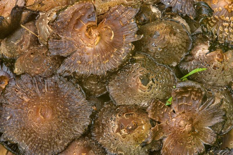 Blackening caps of inkcap mushrooms <B>Coprinopsis strossmayeri</B> in Sosnovka Park. Saint Petersburg, Russia, <A HREF="../date-ru/2017-06-18.htm">June 18, 2017</A>