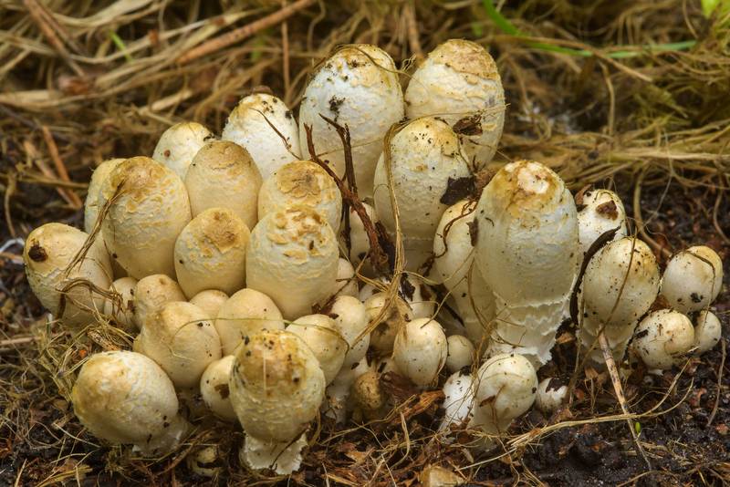 Cluster of inkcap mushrooms <B>Coprinopsis strossmayeri</B> in Sosnovka Park. Saint Petersburg, Russia, <A HREF="../date-ru/2017-06-18.htm">June 18, 2017</A>