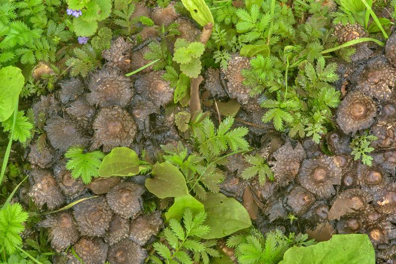 Decomposing inkcap mushrooms <B>Coprinopsis strossmayeri</B> in Sosnovka Park. Saint Petersburg, Russia, <A HREF="../date-ru/2017-06-18.htm">June 18, 2017</A>