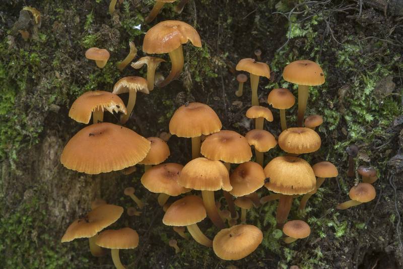 Pinewood gingertail mushrooms (Xeromphalina campanella) in Sosnovka Park. Saint Petersburg, Russia, July 16, 2017