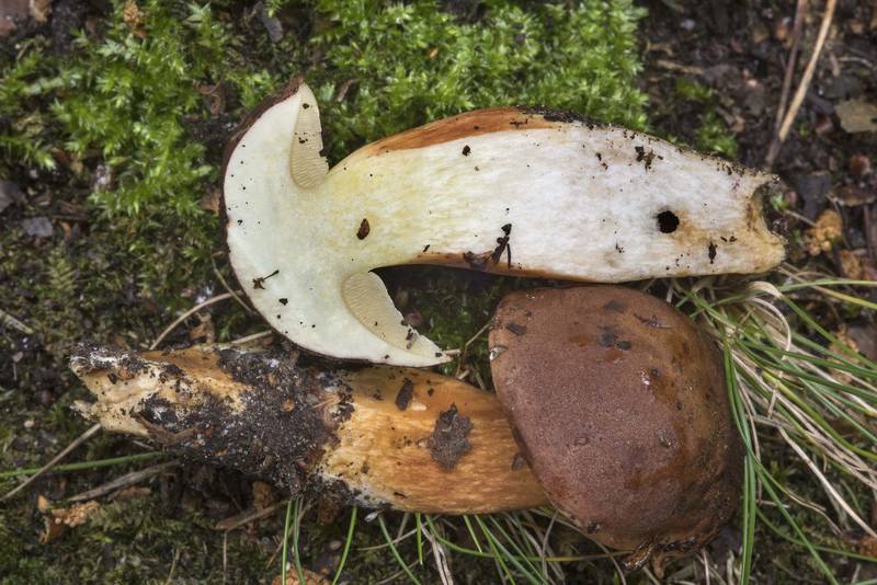 Bay bolete mushroom (Imleria badia, Boletus badius, Xerocomus badius, Russian name Polsky Grib) in Sosnovka Park. Saint Petersburg, Russia, July 24, 2017