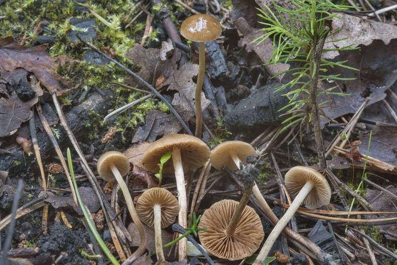 Small gilled mushrooms Tephrocybe anthracophila(?) on an old bonfire site on roadside near Kavgolovskoe Lake south from Oselki, 8 miles north from Saint Petersburg. Russia, July 25, 2017