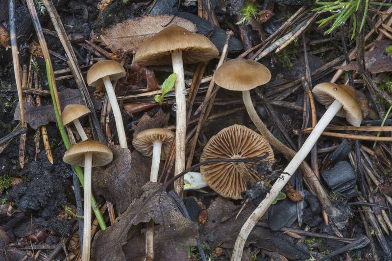 Small brown sticky mushrooms <B>Tephrocybe anthracophila</B>(?) on an old bonfire site on roadside near Kavgolovskoe Lake south from Oselki, 8 miles north from Saint Petersburg. Russia, <A HREF="../date-en/2017-07-25.htm">July 25, 2017</A>