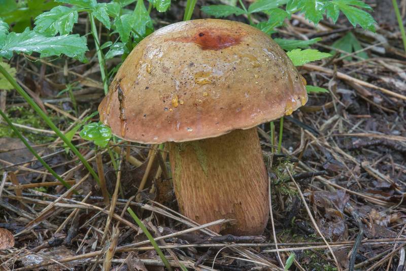 Lurid bolete mushroom (Suillellus luridus, Boletus luridus) near Grand Cascde of Slavianka River in Pavlovsk Park. Pavlovsk, suburb of Saint Petersburg, Russia, August 5, 2017