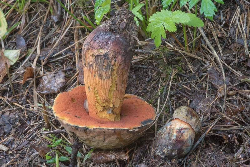Lurid bolete mushrooms (Suillellus luridus, Boletus luridus) in Pavlovsk Park. Pavlovsk, suburb of Saint Petersburg, Russia, August 5, 2017